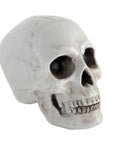 White Skull Prop (12x18cm)