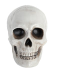 White Skull Prop (12x18cm)