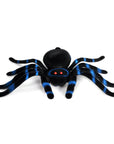 Large Flocked Spider with Blue Banding