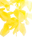 Large Flower Lei (Yellow)