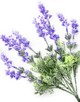 Lavender Plant
